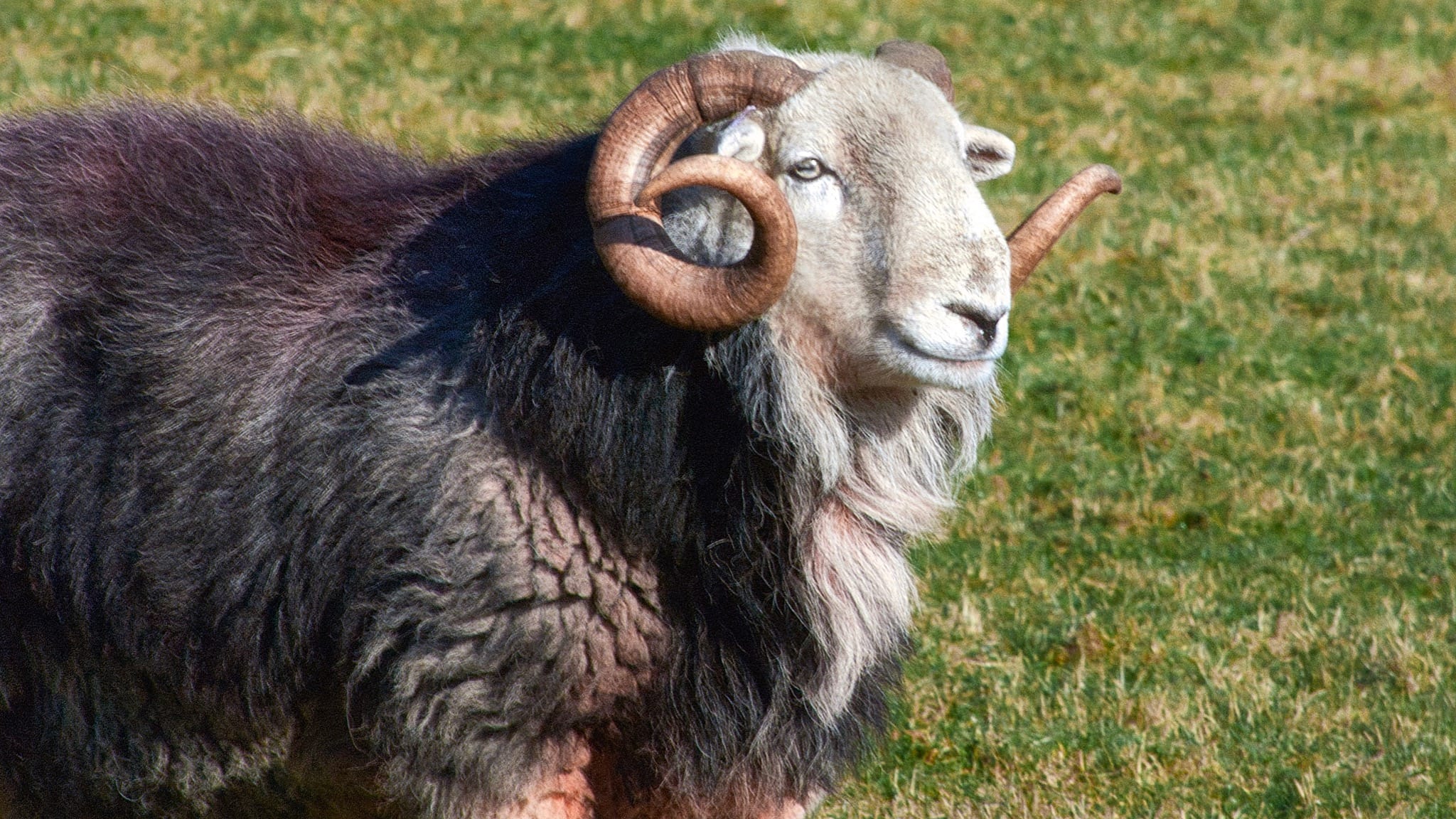 An older Herdwick tup (ram) with curled horns, dark grey, mane, and white face