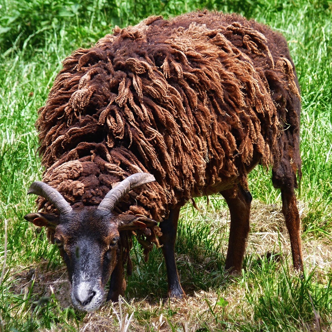 Soay sheep, picture taken in Belgium. Photo by Jamain, licensed GNU FDL.