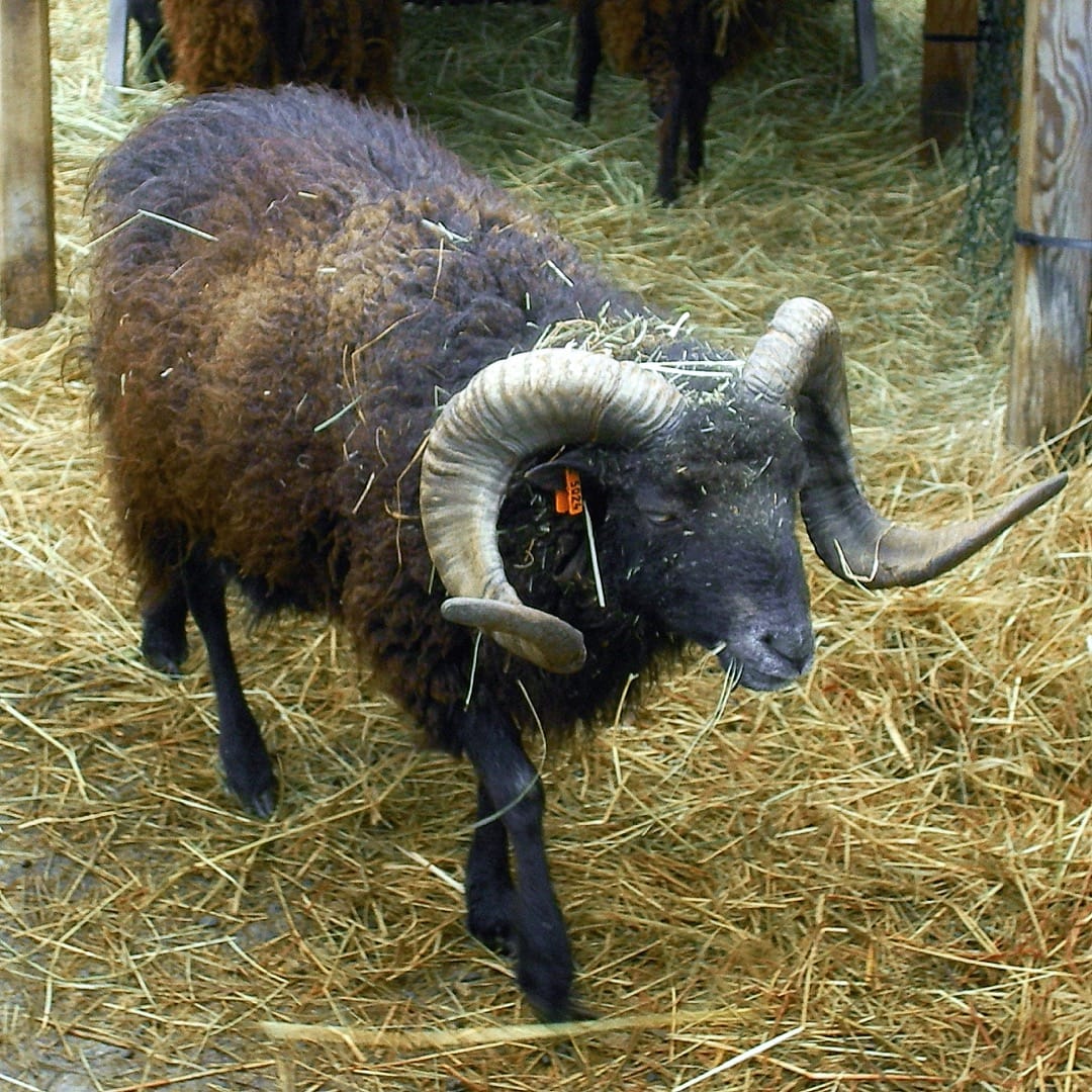 A male Ouessant sheep in France/Stassbourg. Photo by Seegraswiese, licensed GNU FDL.