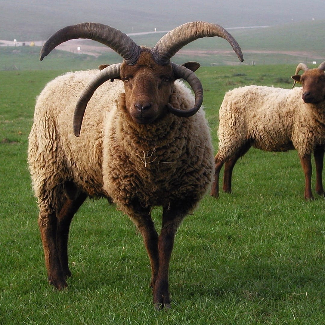 Manx Loaghtan sheep. Photo by EFearn, licensed CC-by-SA-4.0.