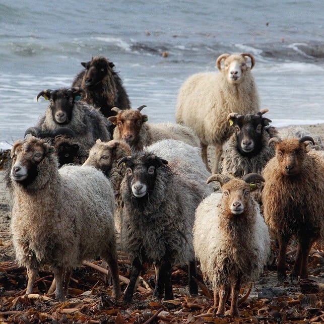 North Ronaldsay sheep, distant relatives of Herdwick sheep