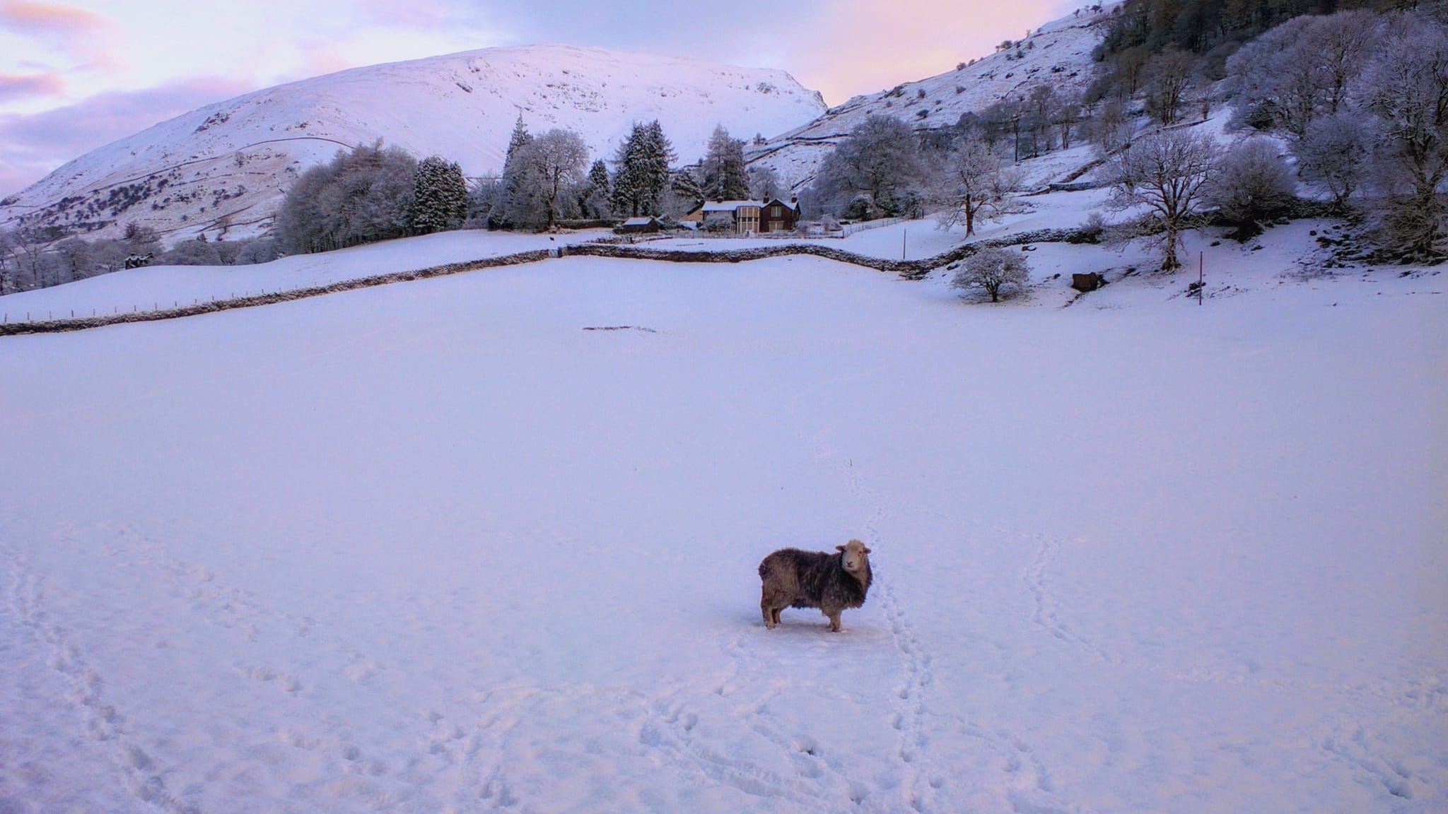 A lone Herdwick sheep ewe stands in a completely snow covered early one morning, with the Grasmere fells of Seat Sandal in the distance