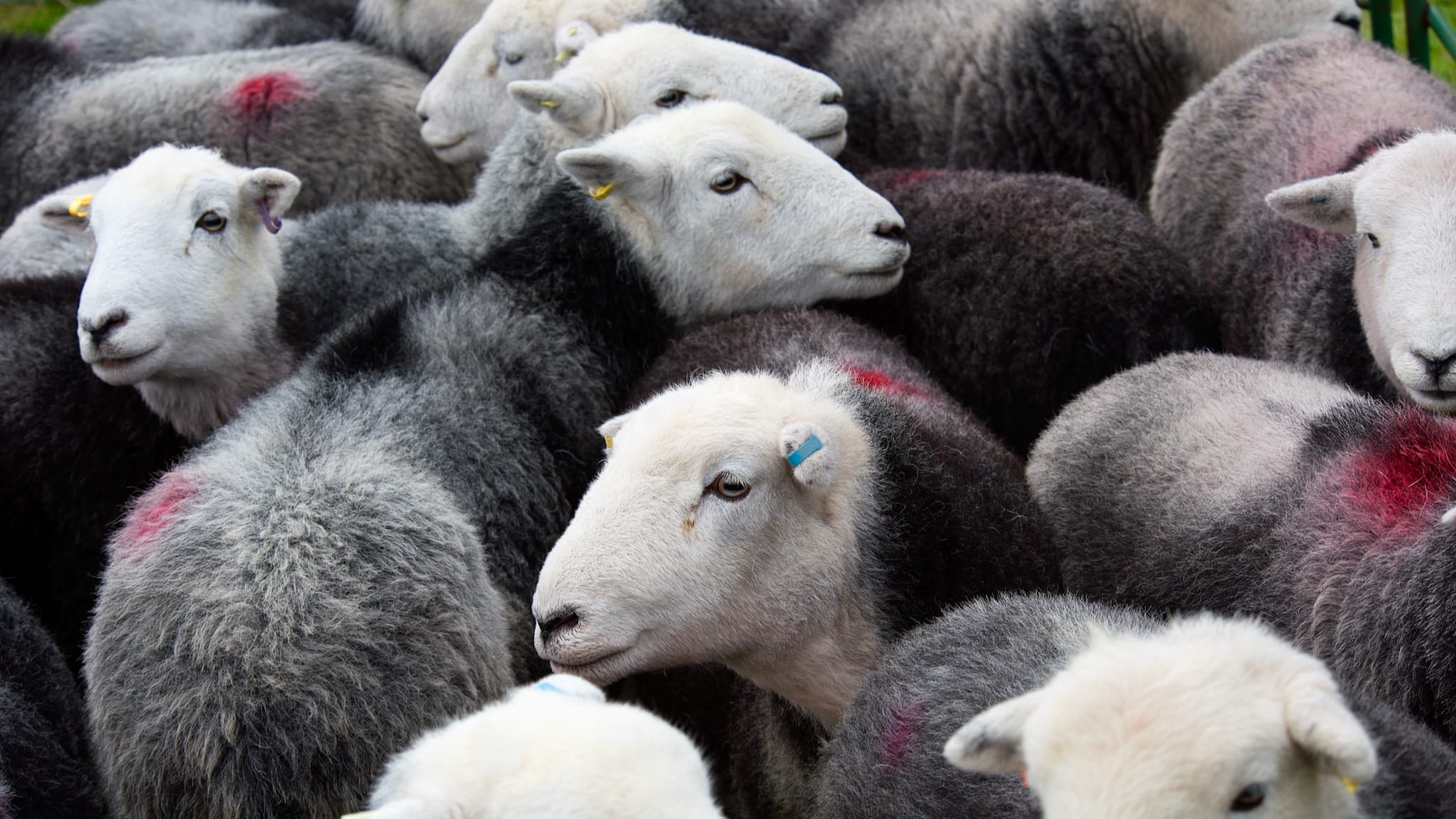 A flock of Herdwick sheep ewes all huddled together, with smit marks on them