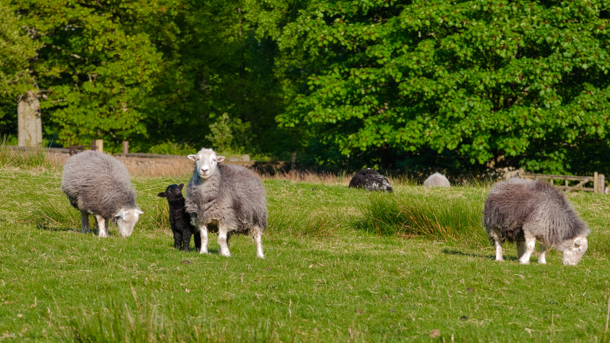 Herdwick sheep ewes and their lambs, grazing on the spring grass