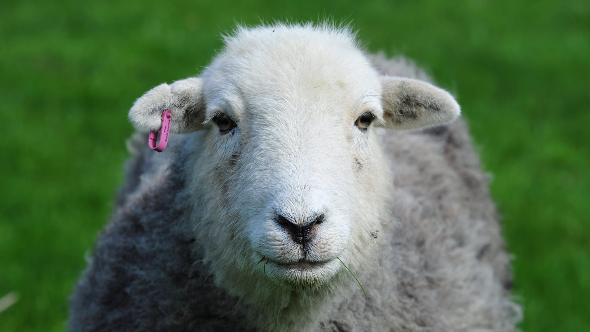 A close-up face-on photo of a Herdwick sheep ewe and its smiling face