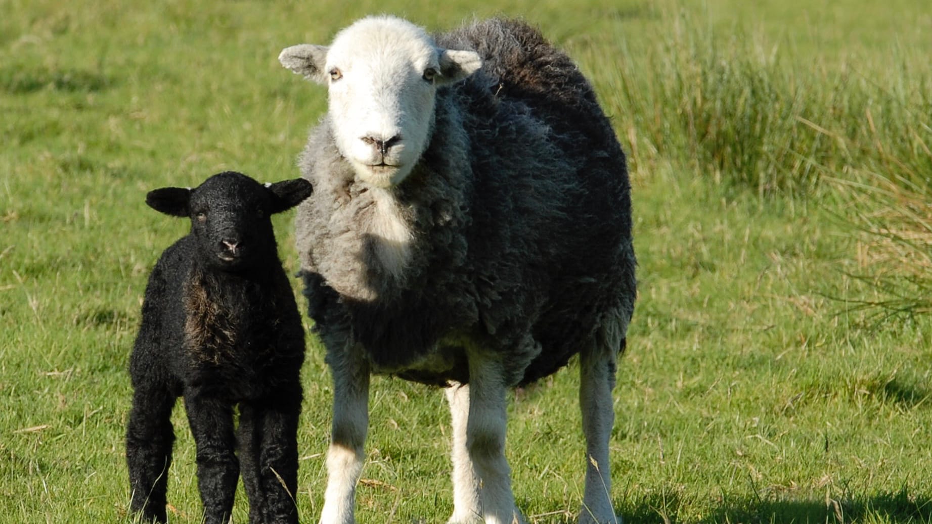 A Herdwick sheep ewe looking at the camera with its black lamb by its side