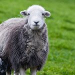 Learn All About Herdwick Sheep