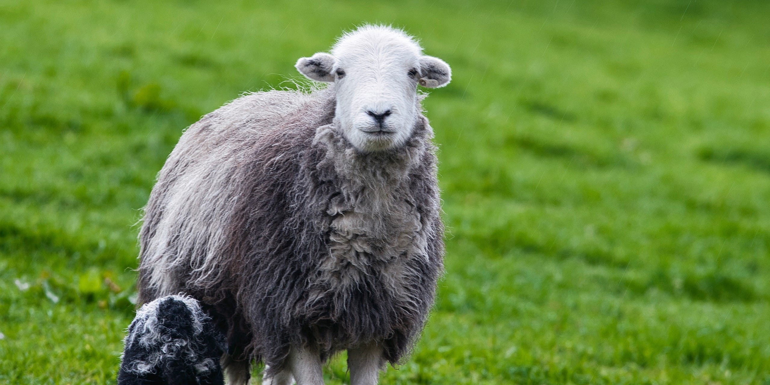 AllAboutHerdwicks-header-1.jpg