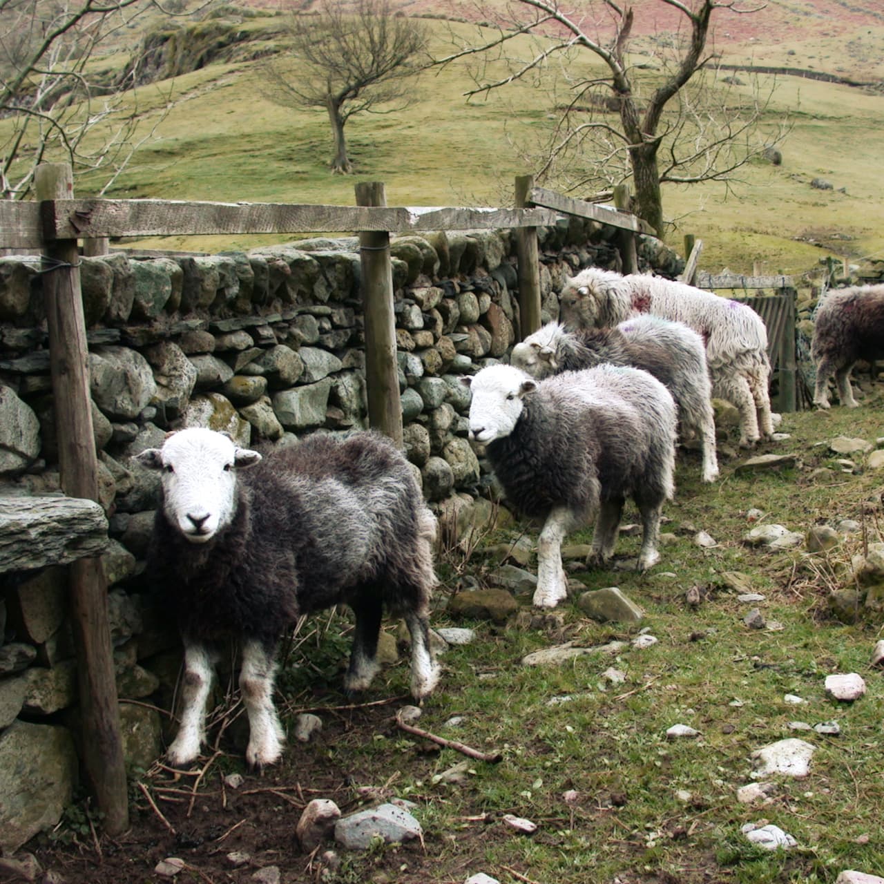 "Herdwick Sheep, Lake District" by David Jones, licensed CC-2.0