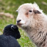 Lambing Time On A Herdwick Farm