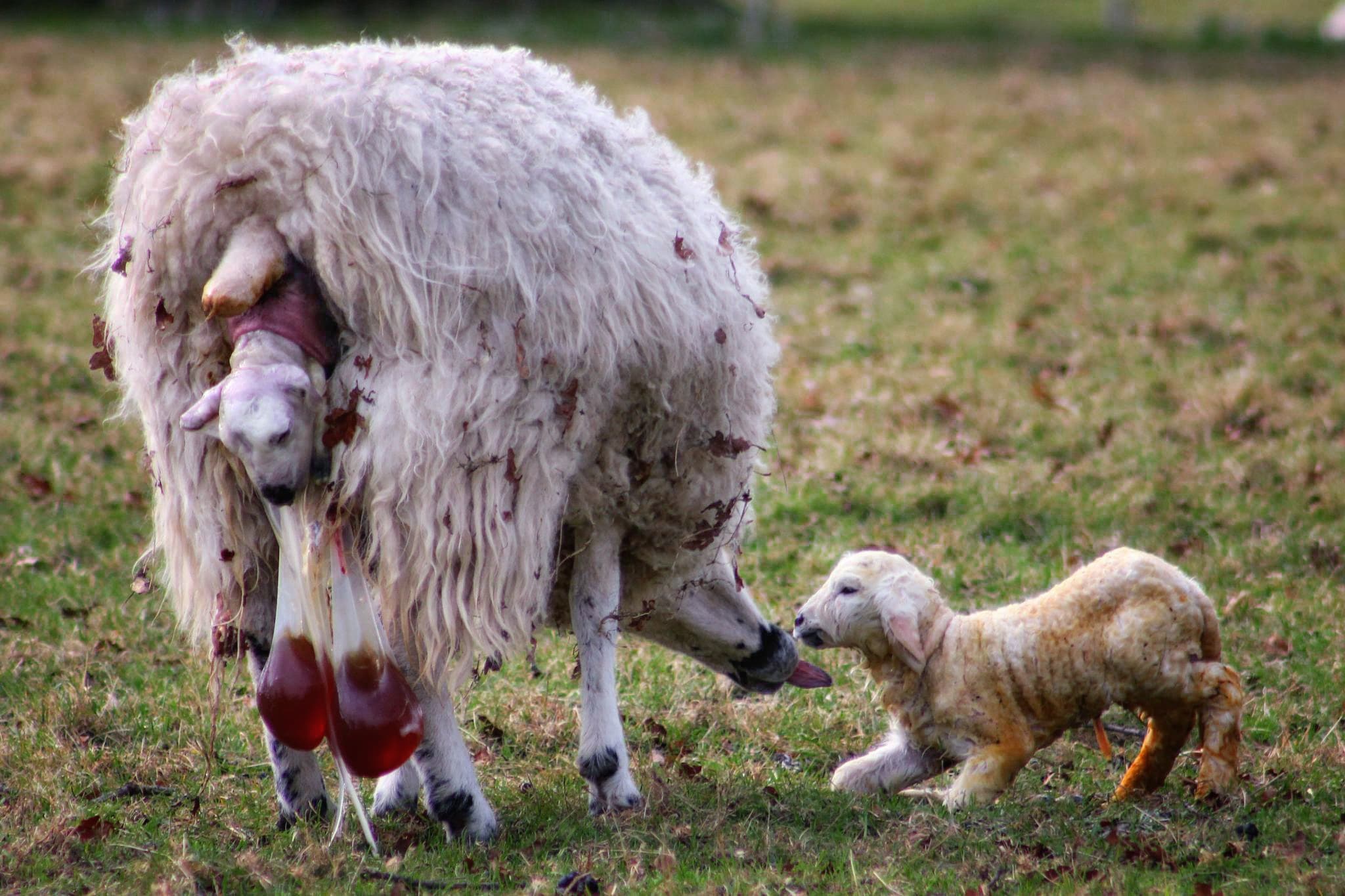 Lambing time in England. Photo by Karen Roe, licensed CC-2.0.