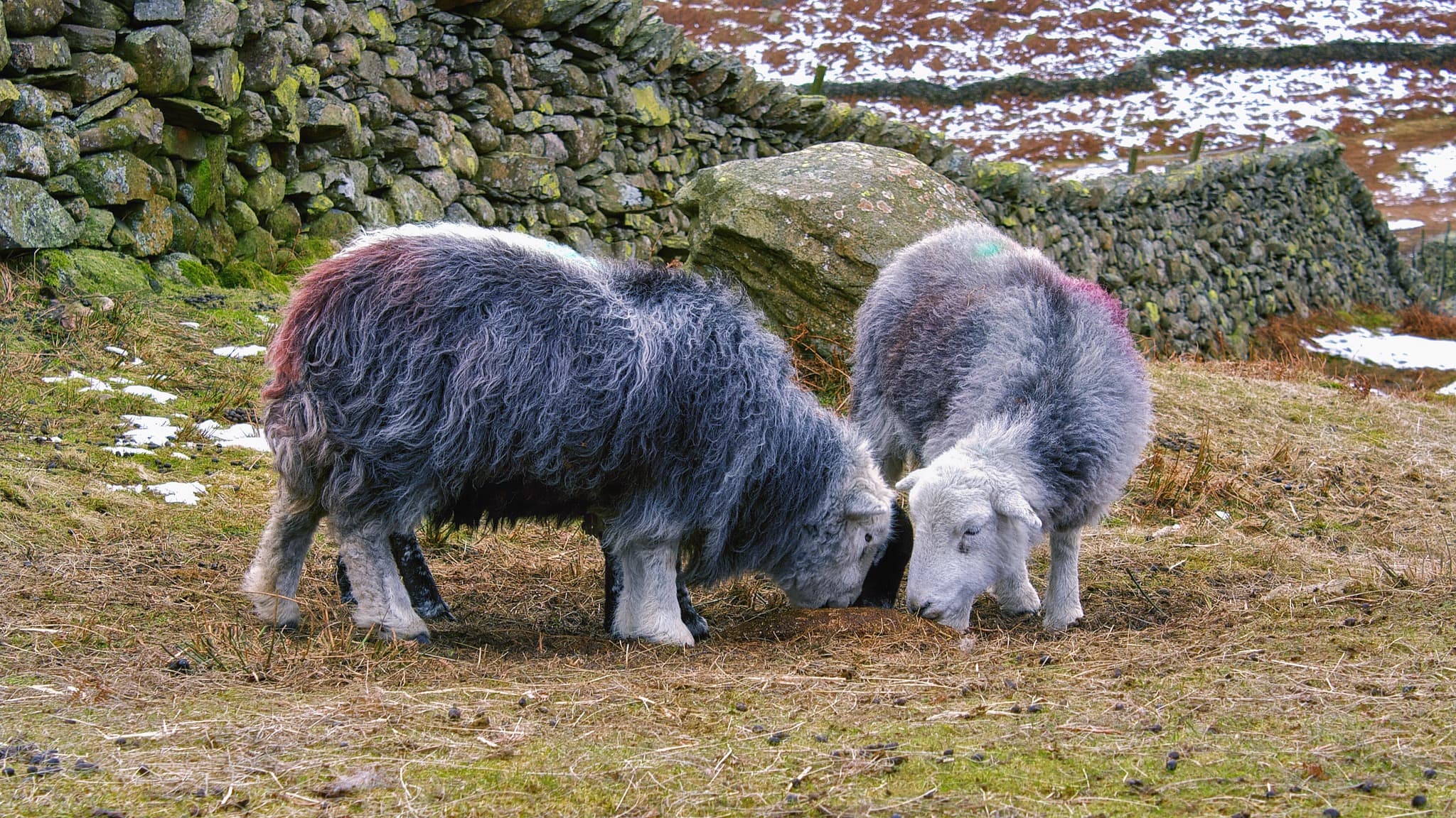 Herdwicks grazing in the Lake District. Photo by Alexander Baxevanis, licensed CC-BY-2.0