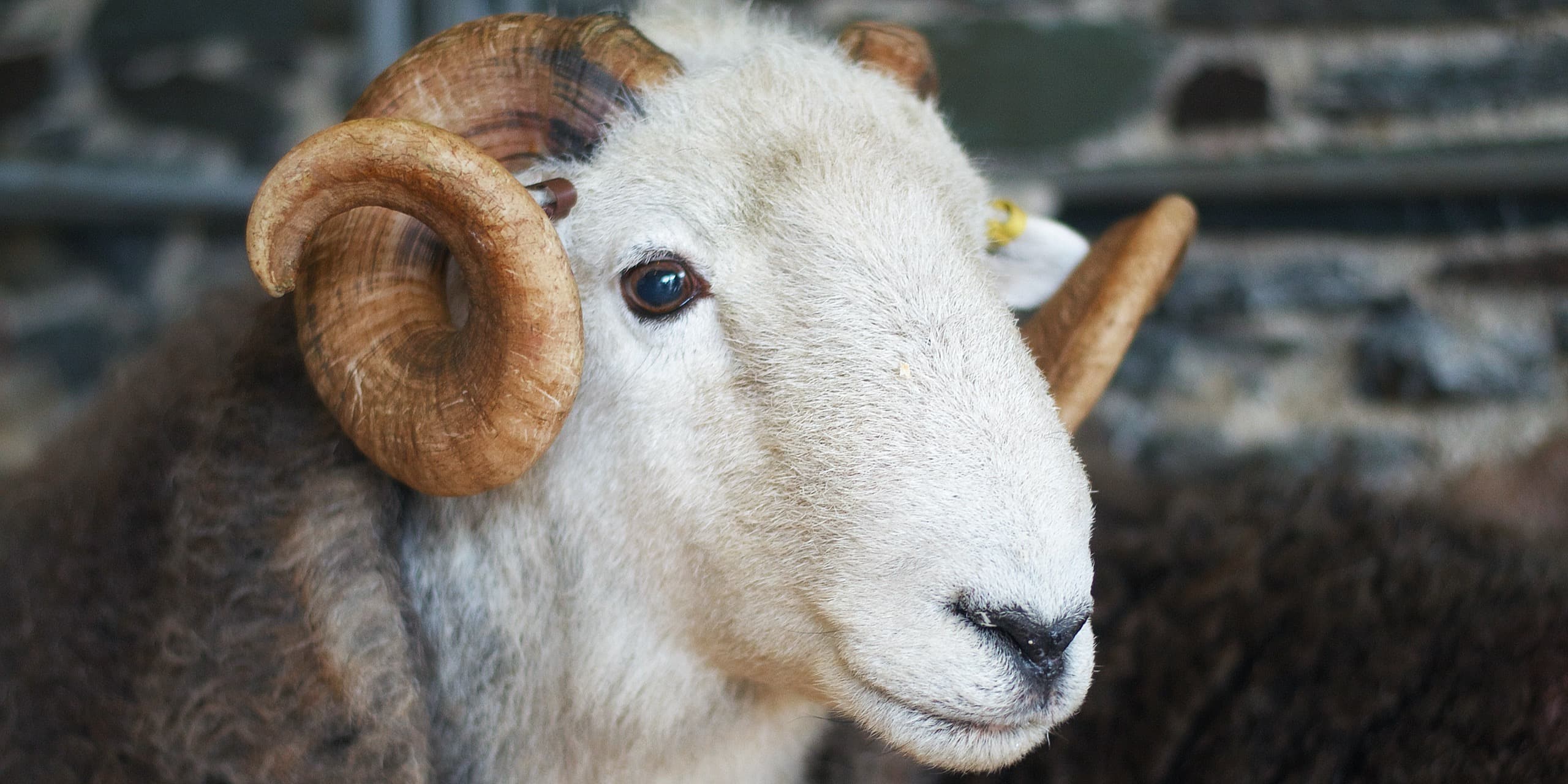 November On A Herdwick Farm: Tupping Season