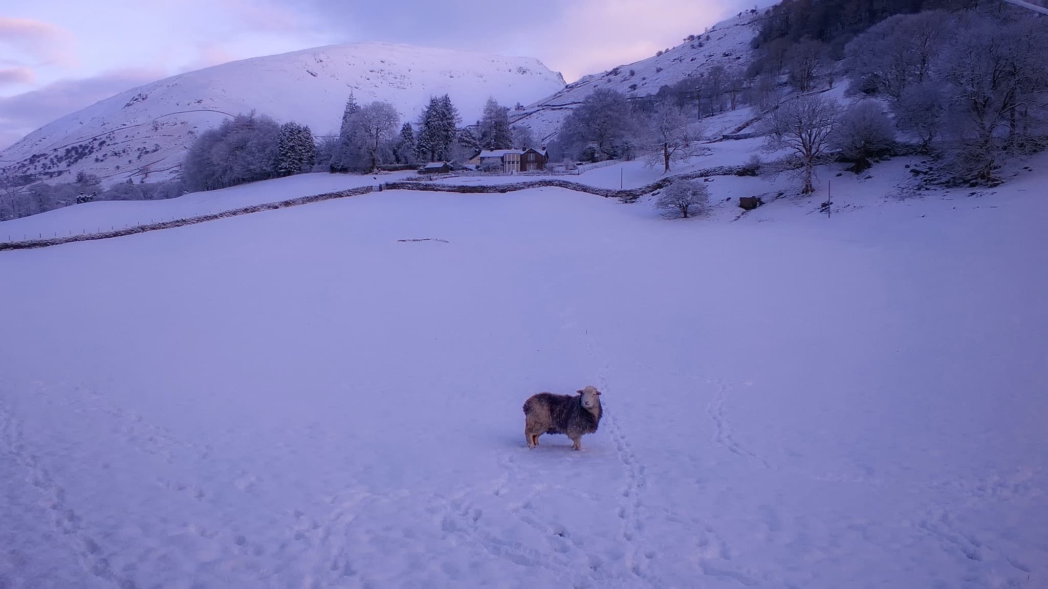 Herdwick sheep are not stupid, and have a strong sense for changes in weather and where to shelter