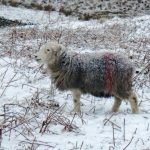 Mid-Winter On A Herdwick Farm