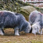 Late Winter On A Herdwick Sheep Farm