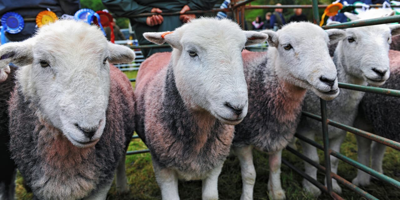 four Herdwick ewe's at a county show in the Lake District
