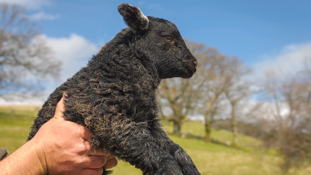 New born Herdwick Lamb in the Lake District