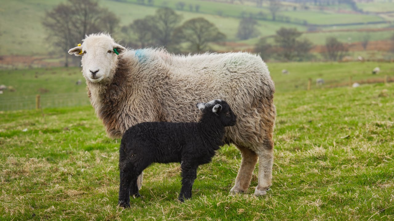 Herdwick ewe with her young lamb in the Lake District