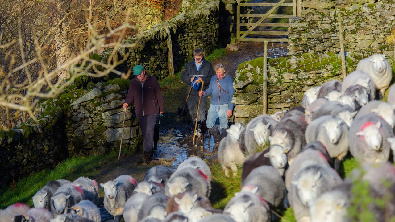 A flock of Herdwick sheep being driven up the fell by a group of Lake District famers