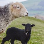 New Herdwick Lambs: May & June On A Herdwick Sheep Farm