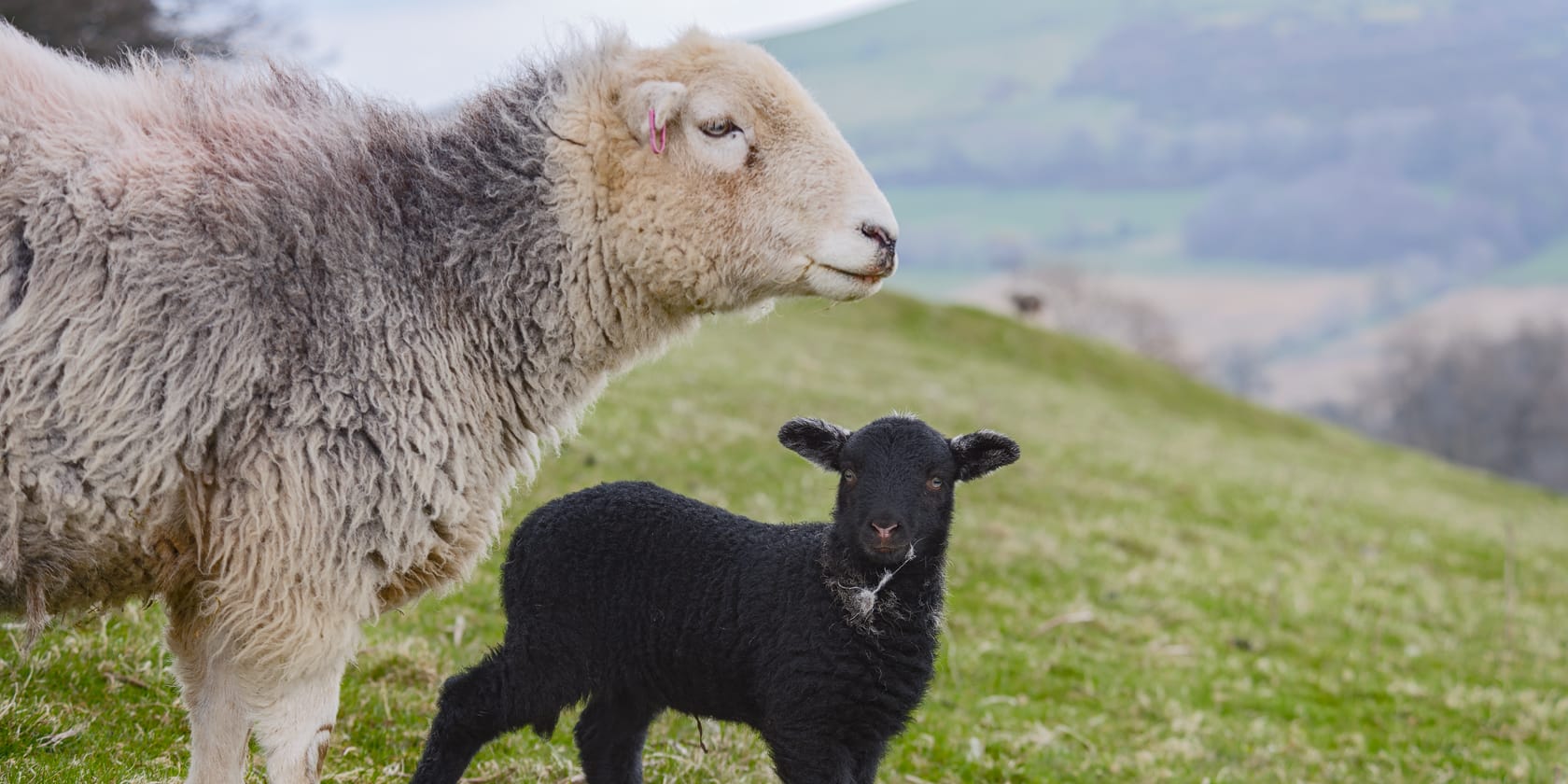 May & June on a Herdwick farm