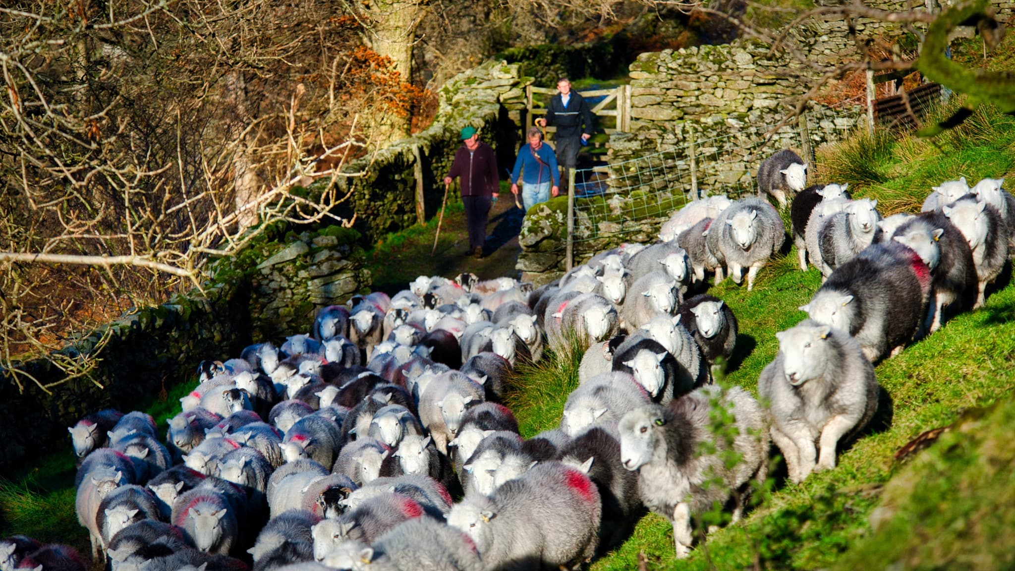 How to shear your sheep properly - Country Smallholding