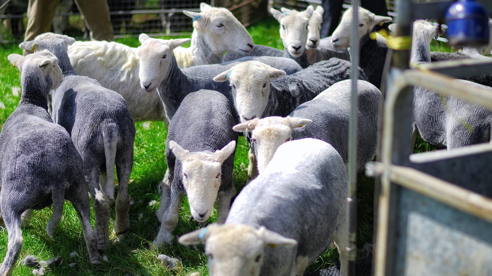 Shearing Sheep in the Lake District
