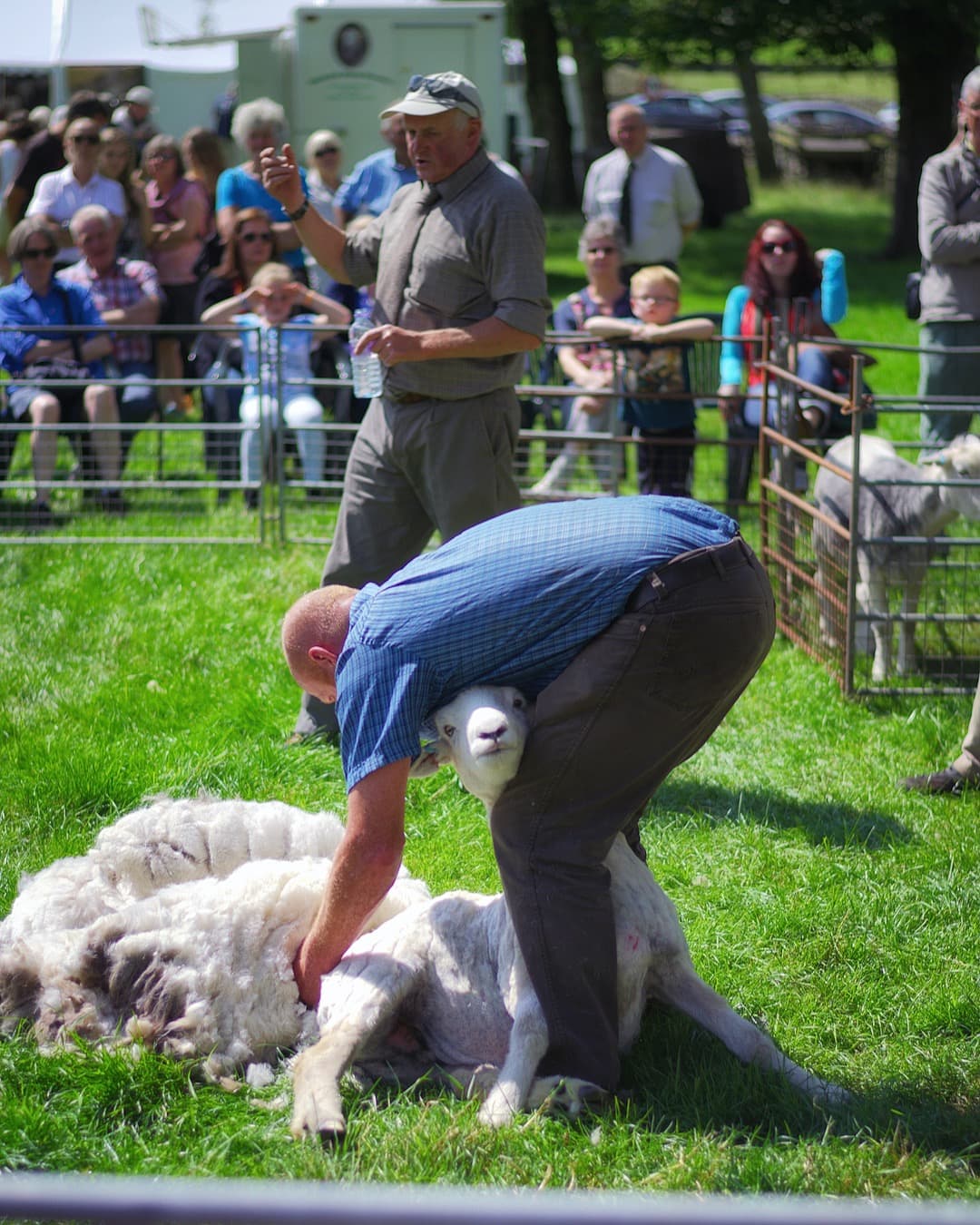 Shearing Sheep in the Lake District