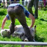 Clipping Time, Or Shearing A Sheep