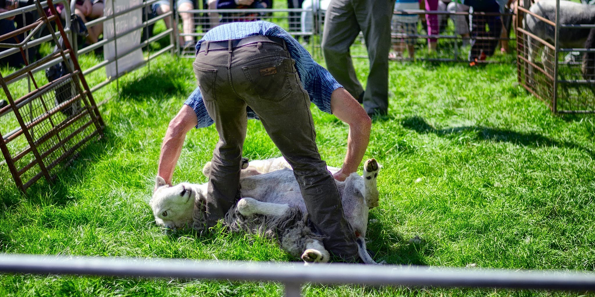 Clipping Time, Or Shearing A Sheep