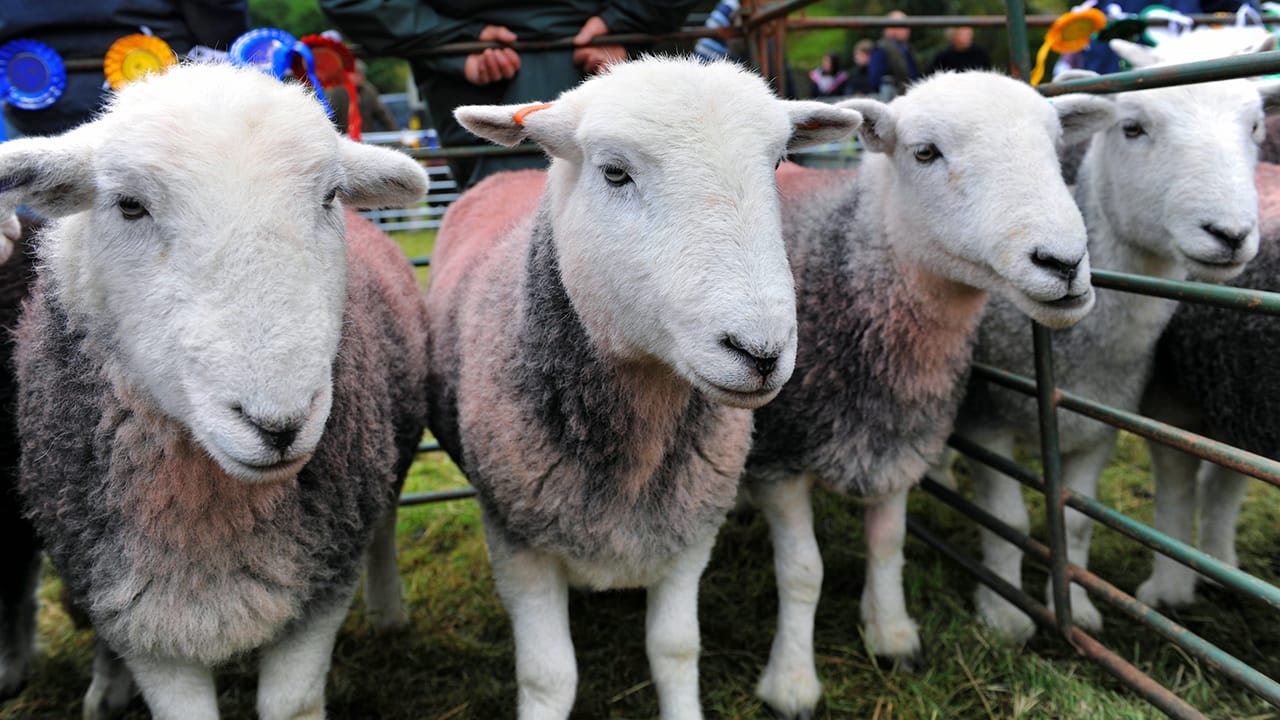 Herdwick Sheep in the Lake District