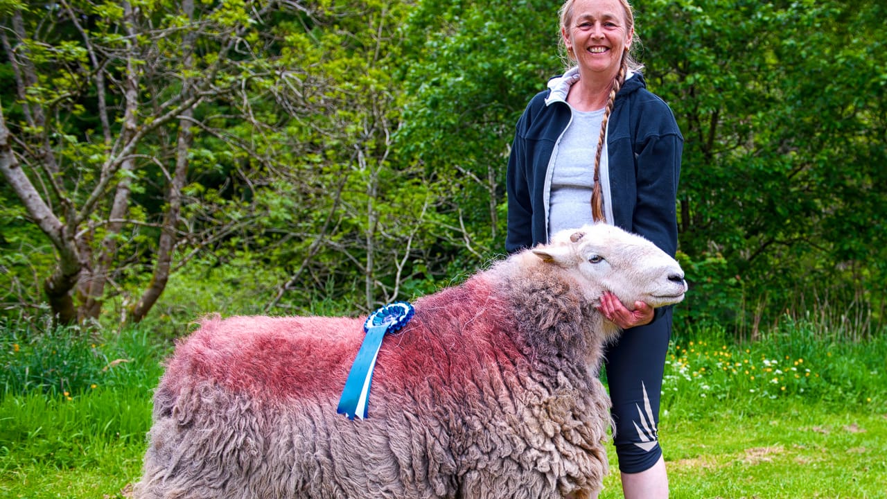 Award Winning Herdwick Sheep in the Lake District