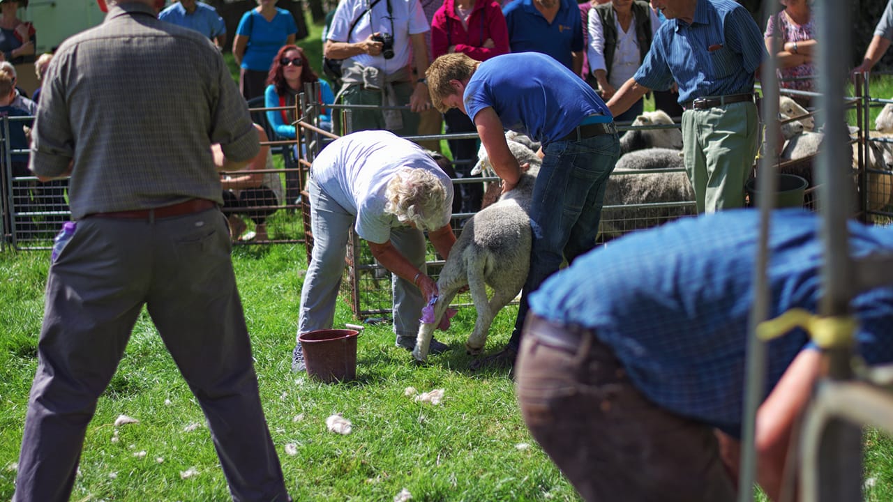 Cumbrian Farmers showing Herdwick Sheep in the Lake District