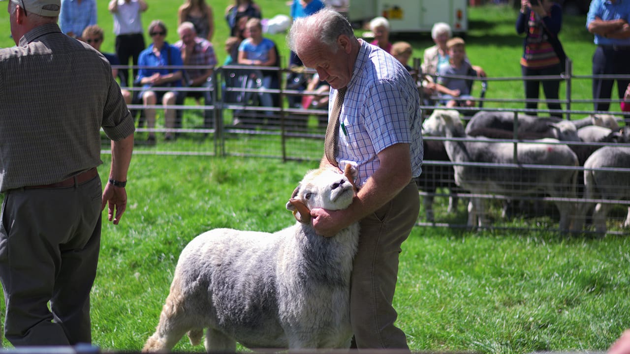 Cumbrian Farmer showing a Herdwick ram in the Lake District