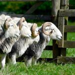 Herdwick At Its Best