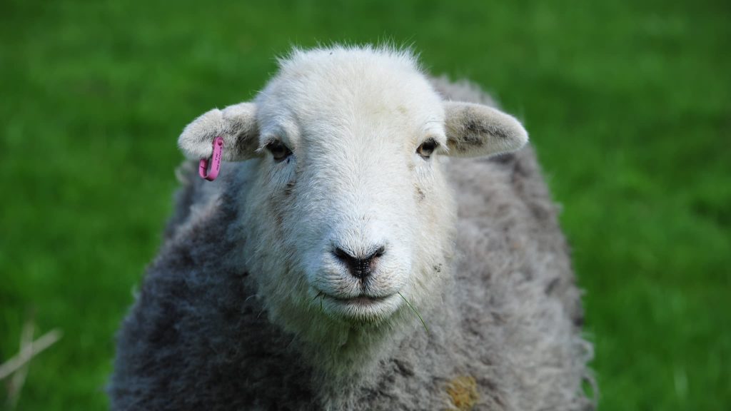 Coloured Markings On Herdwick Sheep The Herdy Company