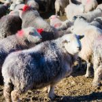 Coloured Markings On Herdwick Sheep
