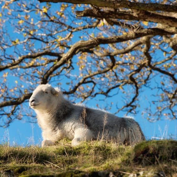 herdwick 10k road race