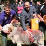 Champion Herdwick