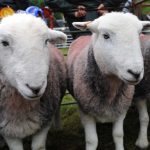 Herdwick Heritage Gene Bank