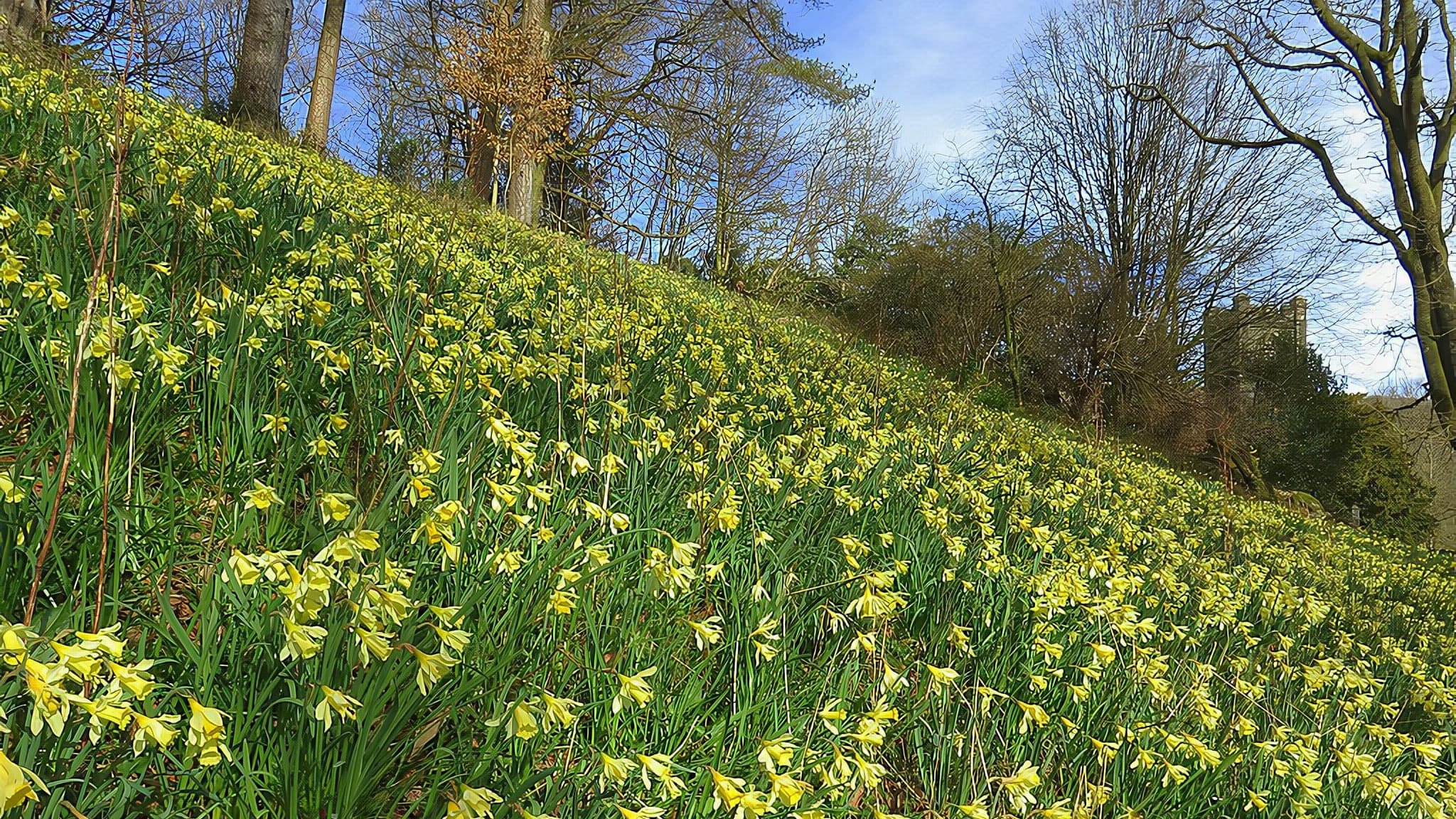 "Dora's Field, Rydal" by Andrew Curtis, licensed CC-BY-SA-2.0