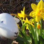 Daffodil Walks: Our Top 3 In The Lake District