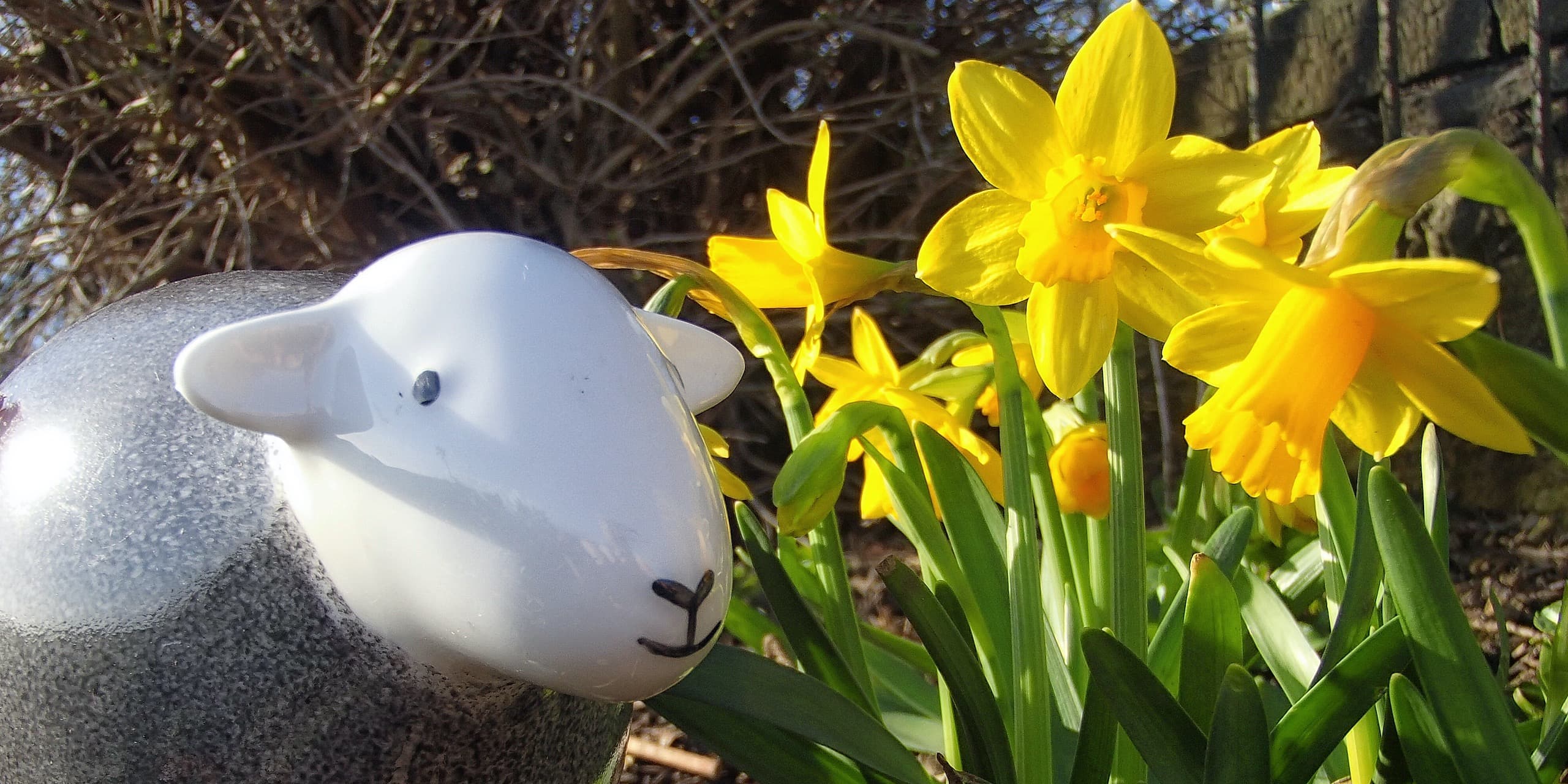 Daffodil Walks Our Top 3 In The Lake District The Herdy Company