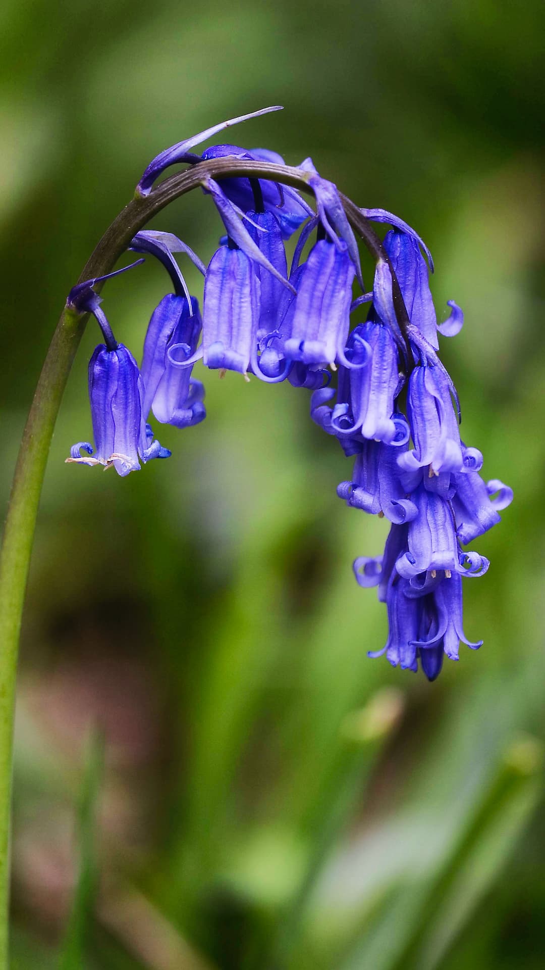 Hyacinthoides non-scripta (Common Bluebell), taken at Ashridge Forest, Hertfordshire, UK by Michael Maggs, licensed CC-BY-SA-3.0