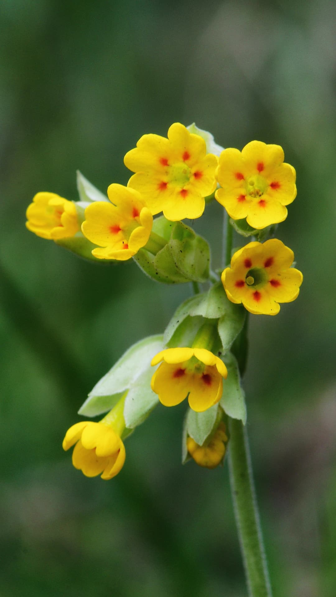 Cowslip (primula veris) by Magnus Hagdorn, licensed CC-BY-SA-2.0