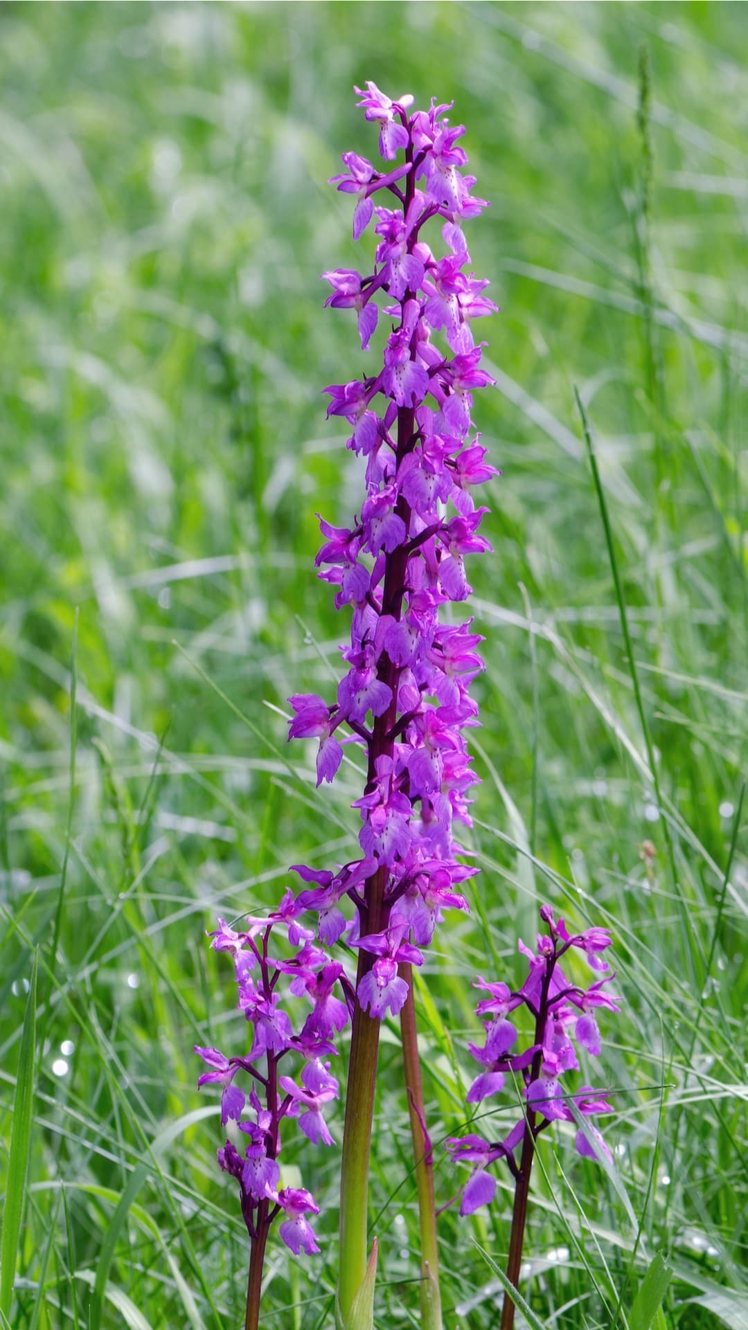 Orchis mascula (the early purple orchid), Tuxyso / Wikimedia Commons / CC-BY-SA-3.0