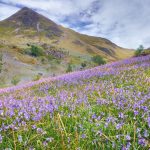 Four Bluebell Walks in Cumbria