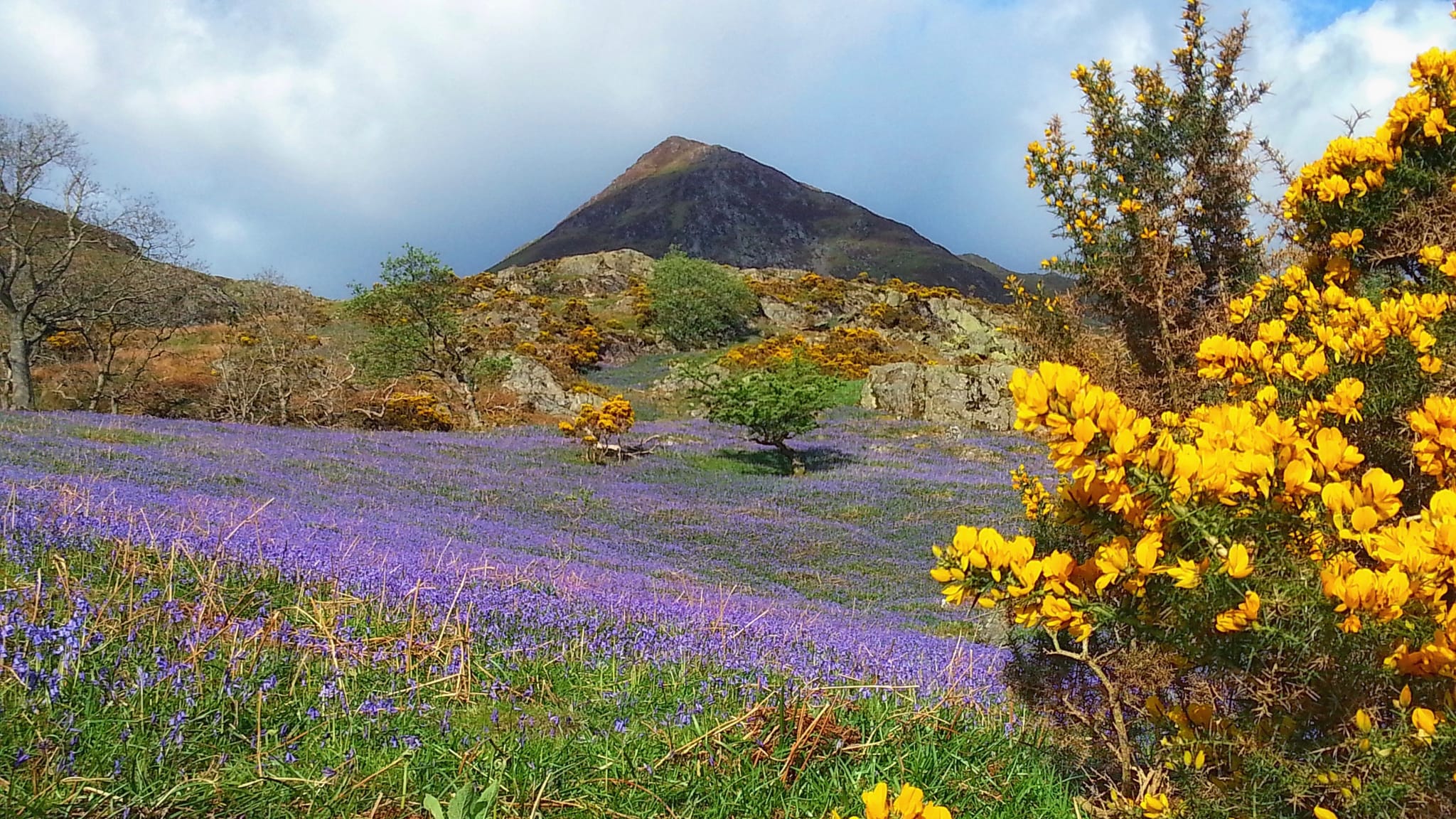 Four Bluebell Walks in Cumbria