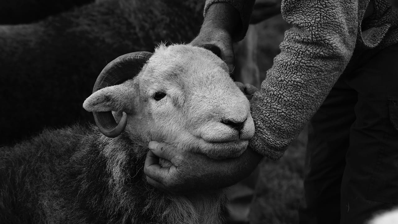 The Herdyfund Goes Charitable